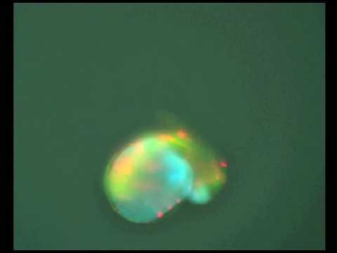 My Zebrafish Experiment