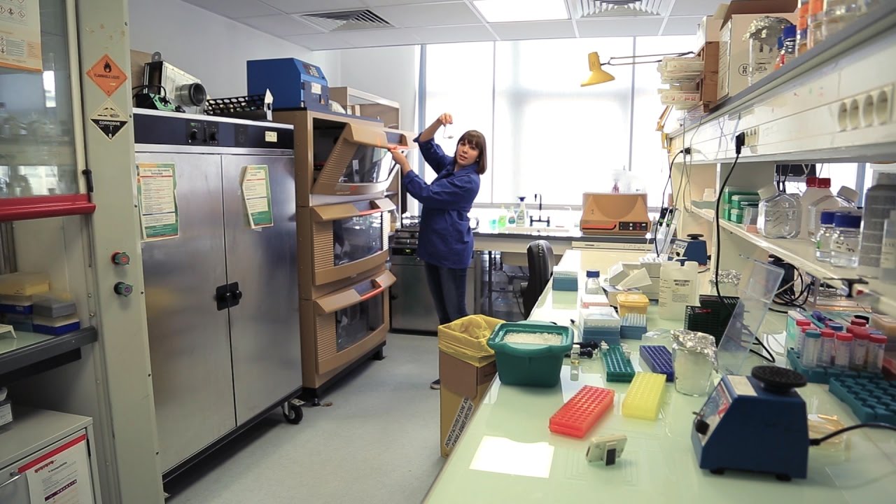 How to Ligate and Transform DNA Fragments