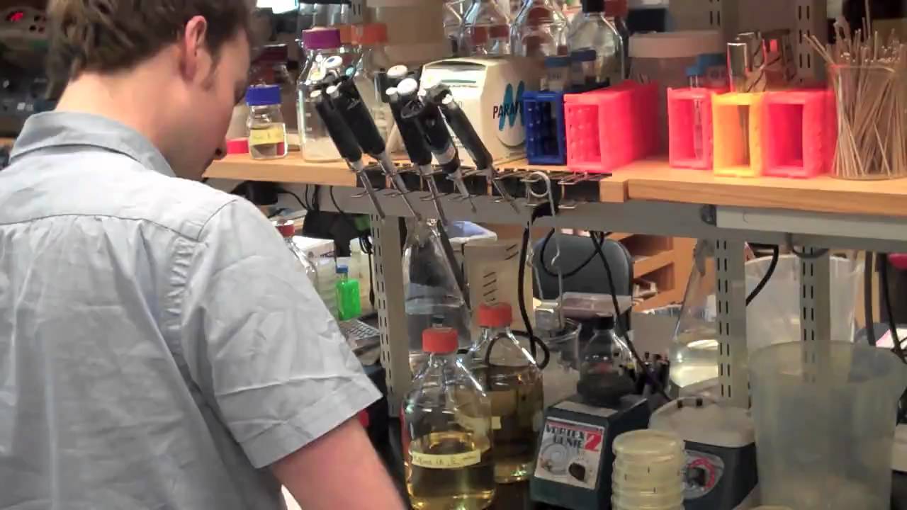 Treating People Like Cats