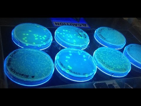 Synthetic Biology — Programming with DNA | Data & Society Talk + Lab Series | 2017