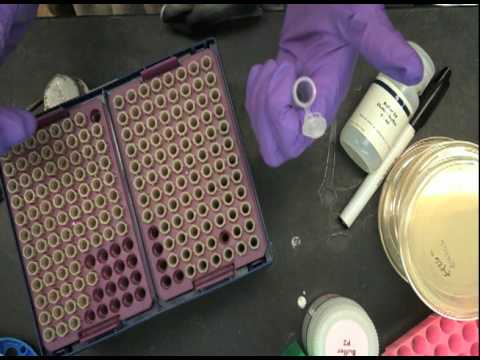 Self Portrait With Lab