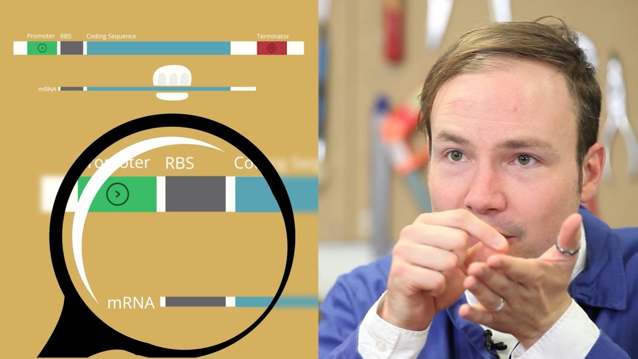 A Modular View of Gene Expression