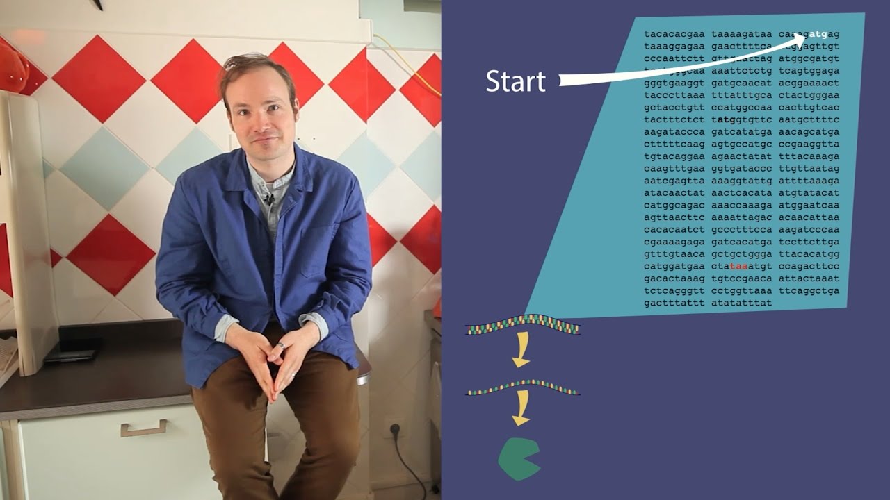 The Features of a Coding Sequence