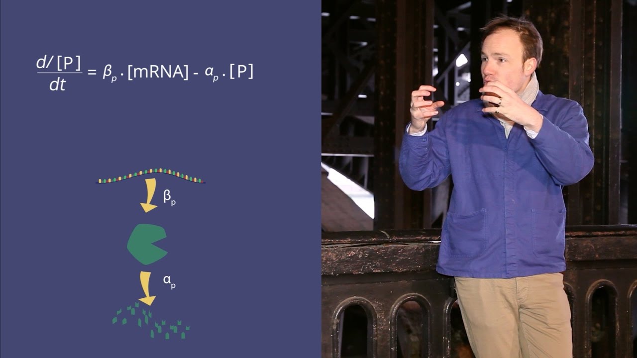 Let's Model Protein Translation Rates