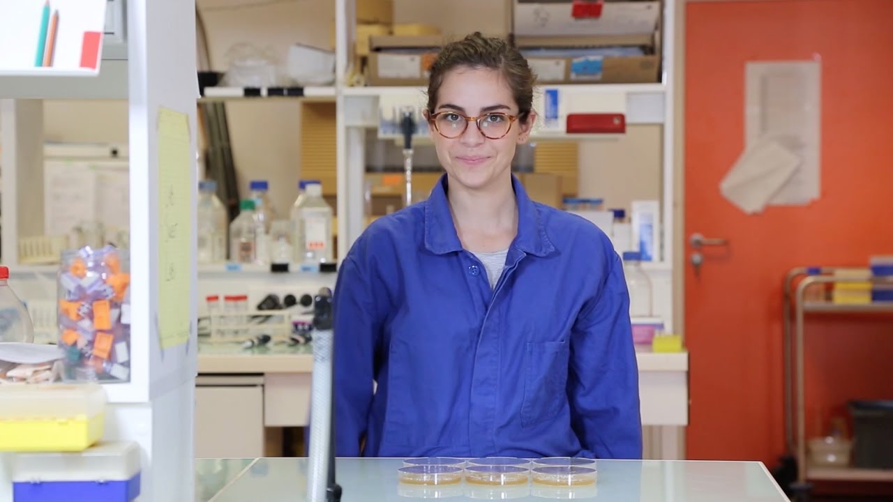 How to Count Bacteria in Yogurt